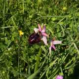 Scopriamo poi anche delle Ophrys sipontensis, caratterizzate anch�esse dal rosa, ma dal labello scuro